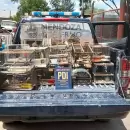 Dos detenidos por secuestro de aves tras un allanamiento en Godoy Cruz