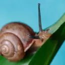 Descubre el significado de que aparezcan caracoles en tu jard�n