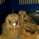 �poca de pichones de aves silvestres: Qu� hacer si encontramos uno en el piso
