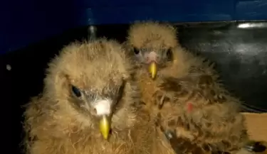 pichones