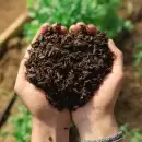 C�mo preparar y usar la levadura como abono para las plantas de tu jard�n