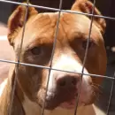Un hombre convulsion� y muri� en la calle, y su pitbull atac� a un vecino que intent� asistirlo