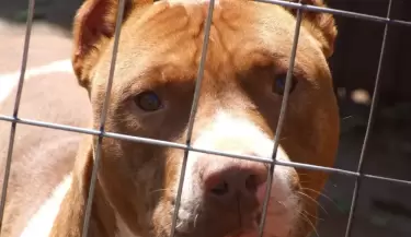 pitbull