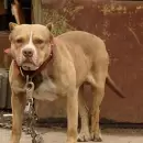 Un perro pitbull mat� a una mujer de 80 a�os y su esposo muri� de un infarto al enterarse