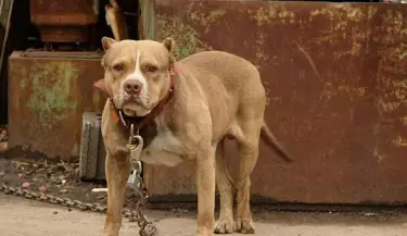Pitbull