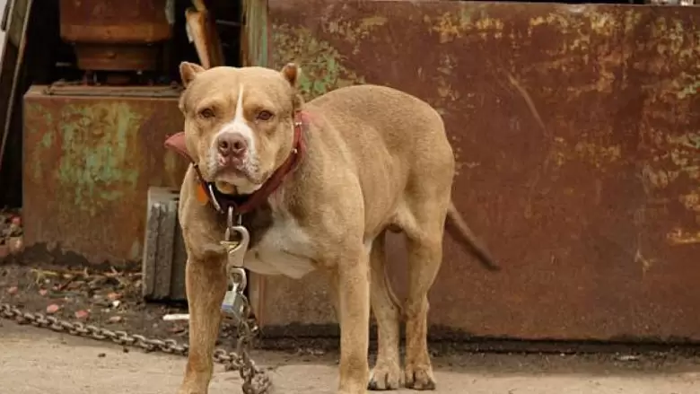 Pitbull
