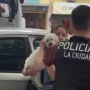 (Videos) As� salvaban a un perrito encerrado en un auto en pleno d�a de calor intenso