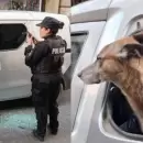 (V�deo) Otro caso de un perro encerrado en auto bajo el sol: Tuvieron que romper el vidrio