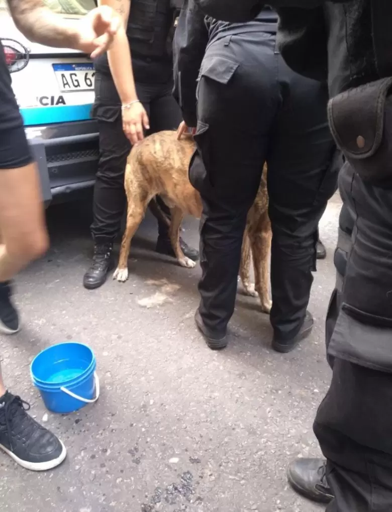 Nuevo caso de un perro encerrado en un auto causa indignaci�n.
