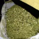 La producci�n nacional de yerba mate cay� m�s del 30% y hay alerta en el sector