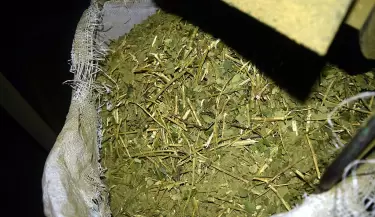 yerba mate 3