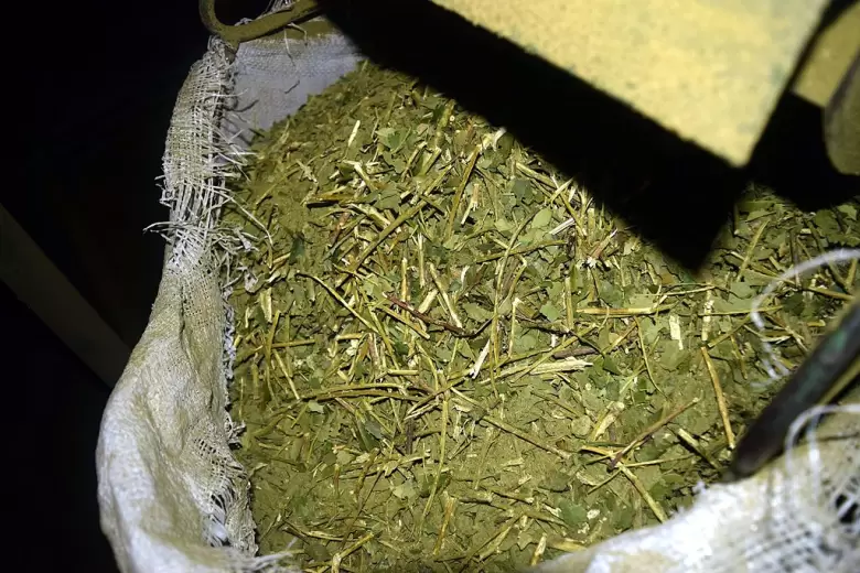 yerba mate 3