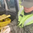 Lo requisaron en un peaje y encontraron que llevaba 150 patos vivos en un peque�o utilitario