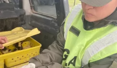 patos