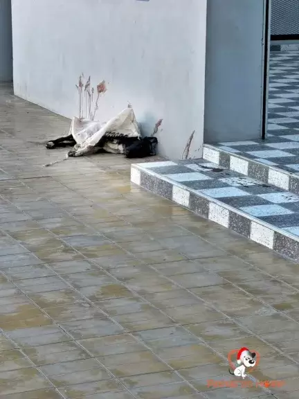 Un hombre acuchill� a un perro mientras com�a en un restaurante