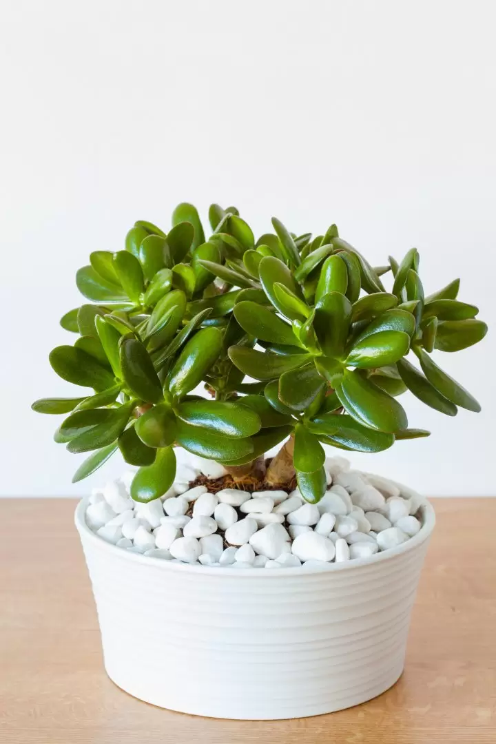 planta