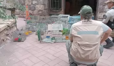 rescate aves