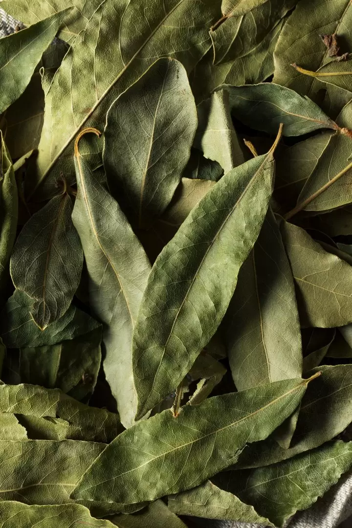 laurel