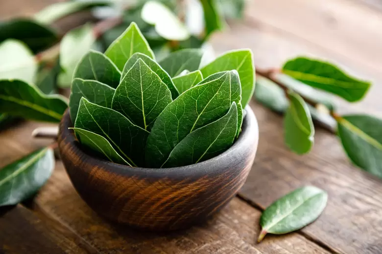 laurel
