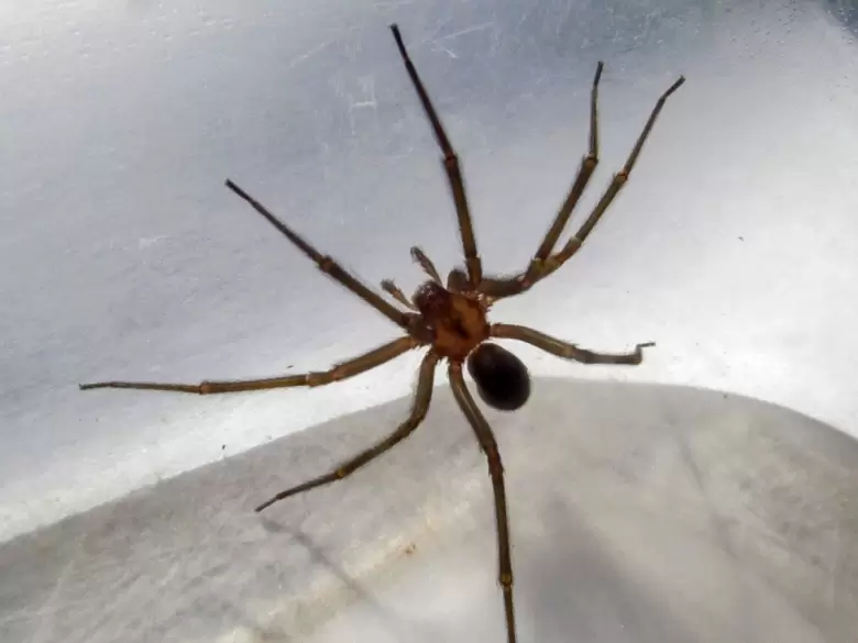 Araña del rincon