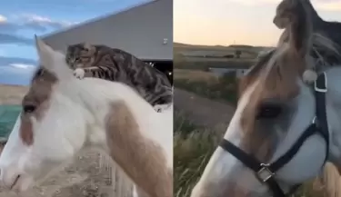 amistad animal