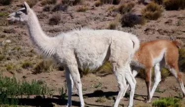 guanacos