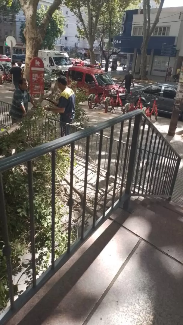 Árbol caído en el Correo Argentino