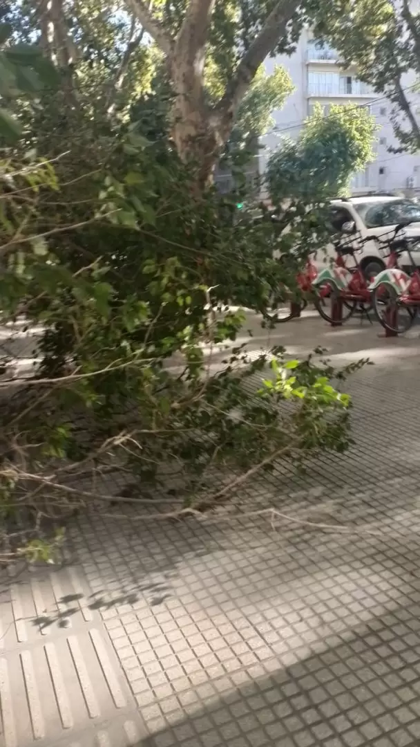 Árbol caído en el Correo Argentino