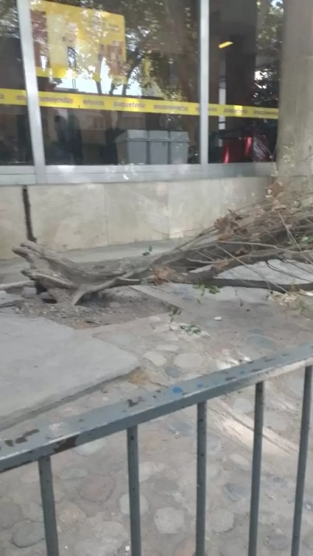 Árbol caído en el Correo Argentino