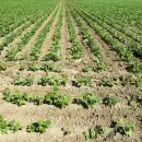 D�lar y retenciones: el campo endurece reclamos tras el default de tres empresas