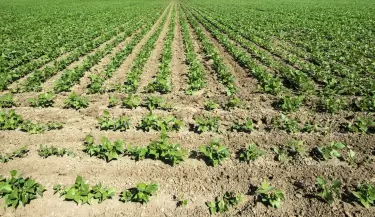 plantacion