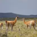El CONICET promueve el aprovechamiento sustentable de la fibra de guanaco en la Patagonia