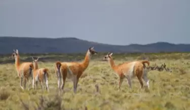 guanaco 4