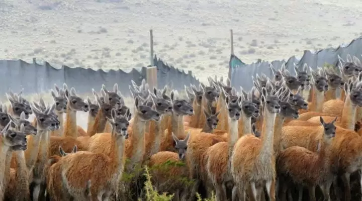 guanaco 4