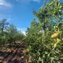 Segunda alerta para el control oportuno de la plaga carpocapsa en nogales