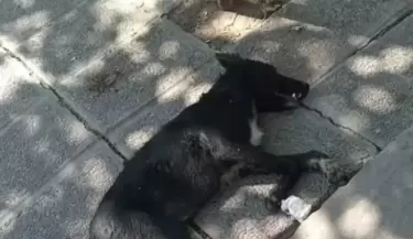 Maltrato animal