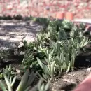 La Ciudad lanz� su Manual de Jardines Xer�filos