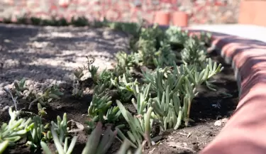 jardines