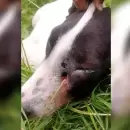 Crueldad sin límites: Un perro recibió disparos en su rostro