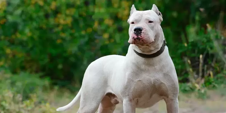 Dogo