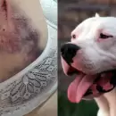 Un dogo argentino atac� a una anciana mientras esperaba atenci�n m�dica