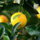 De forma natural, c�mo utilizar al lim�n para ahuyentar cucarachas en la cocina