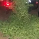 La Polic�a desactiv� un cultivo ilegal de marihuana en Las Heras