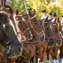 Fuerza y tradici�n: la Polic�a Montada de Mendoza festej� 118 a�os de servicio