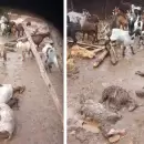 Tormenta tr�gica en Agua Escondida: Unos 80 chivos fueron arrastrados por la creciente