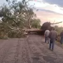 Despejan calles y rutas en zonas de San Rafael y La Paz que fueron afectadas por las tormentas