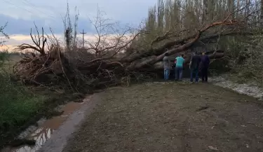 san rafael arbol