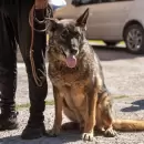 Cronograma de vacunaci�n antirr�bica y quir�fano m�vil veterinario: enero y febrero 2025
