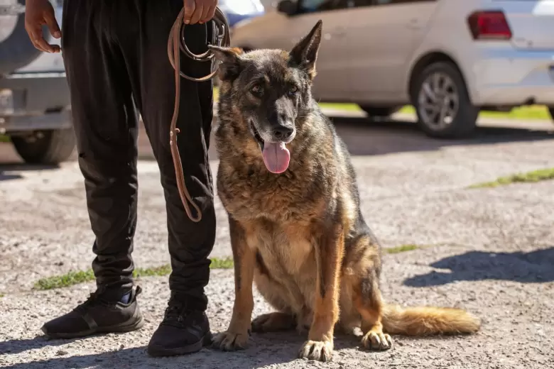 optimus perro cuerpo de canes policia