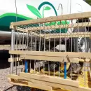 Tráfico ilegal: Rescataron cinco aves silvestres en un control sanitario de la Ruta 40